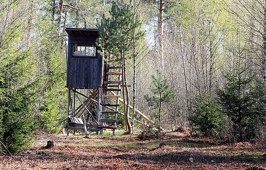 Mit dem Jäger durch den Wald - Familienführung voller Abenteuer
