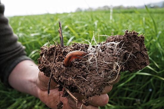 Erd-Charta und Erdfeste