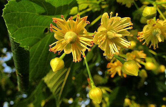 "Blätter, Blüten, Bissen & Balsam" - Essbare Schätze der Natur entdecken
