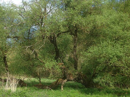 Natur-Resilienztraining - Wie die Natur uns stärkt
