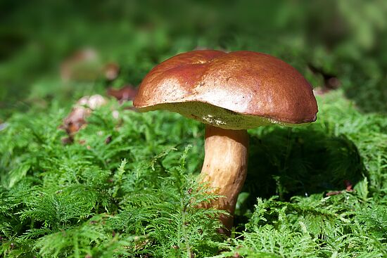 Pilze im Wald