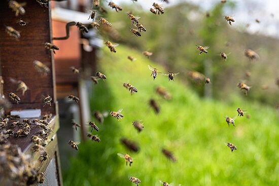 Besuch des Bienenlehrpfads in Bad Abbach