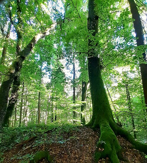 Waldbaden in Painten