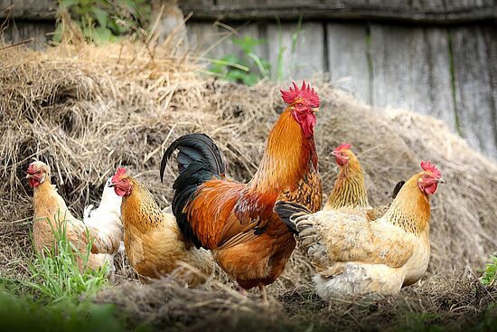 Familientag auf dem Pettenhof