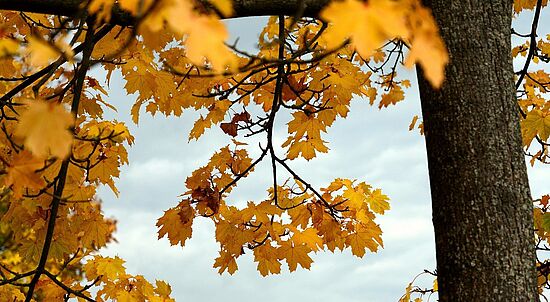 "Herbstlaub & Hexenzauber - Sagenhafte Wildkräuter im Oktober"