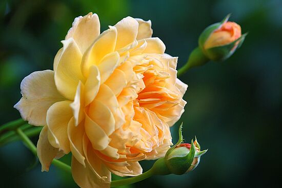 Die Rose - alles um die Königin der Blume