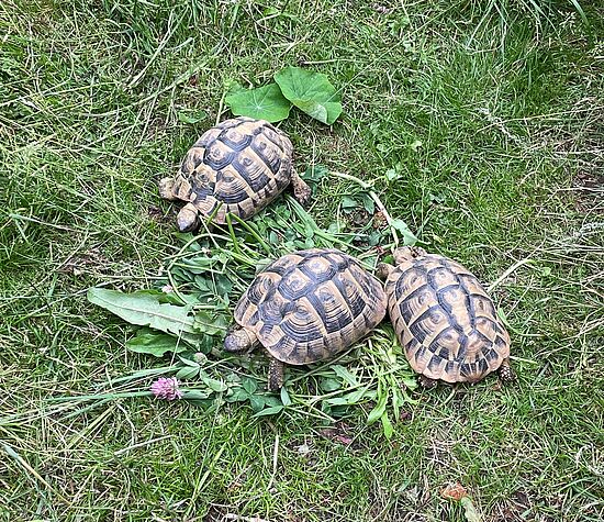 Familien-Führung durch einen Naturgarten mit Kleintieren