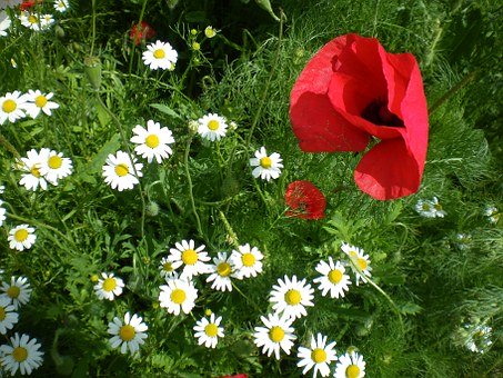 Ein Leben mit und aus der Natur