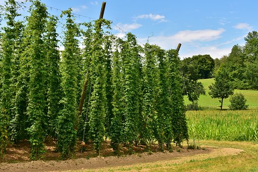 Hopfenrundfahrt
